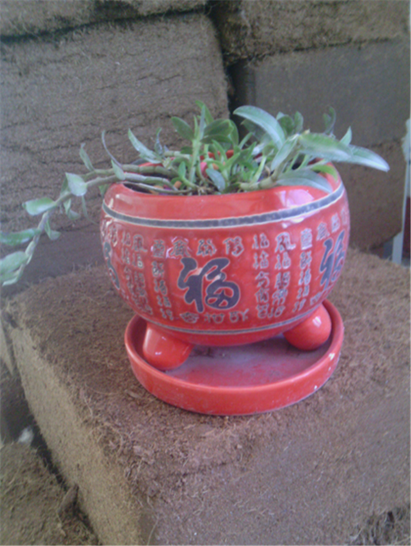 c(din)鿴ԔϢ}Herba Dendrodii Pot Seedlings xΔ2701