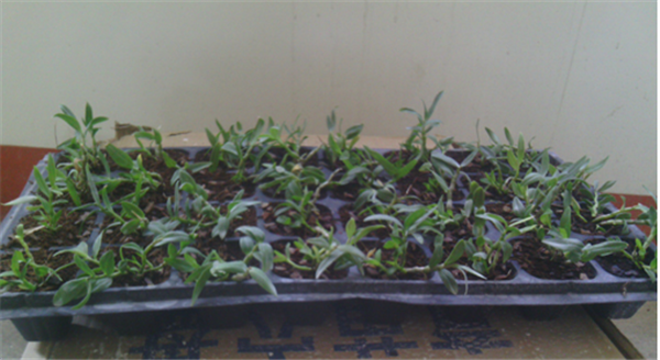 c(din)鿴ԔϢ}Herba Dendrodii Plug Seedlings xΔ2835
